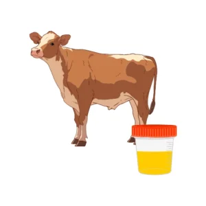 Gomutra Arka (Cow Urine Distillate)